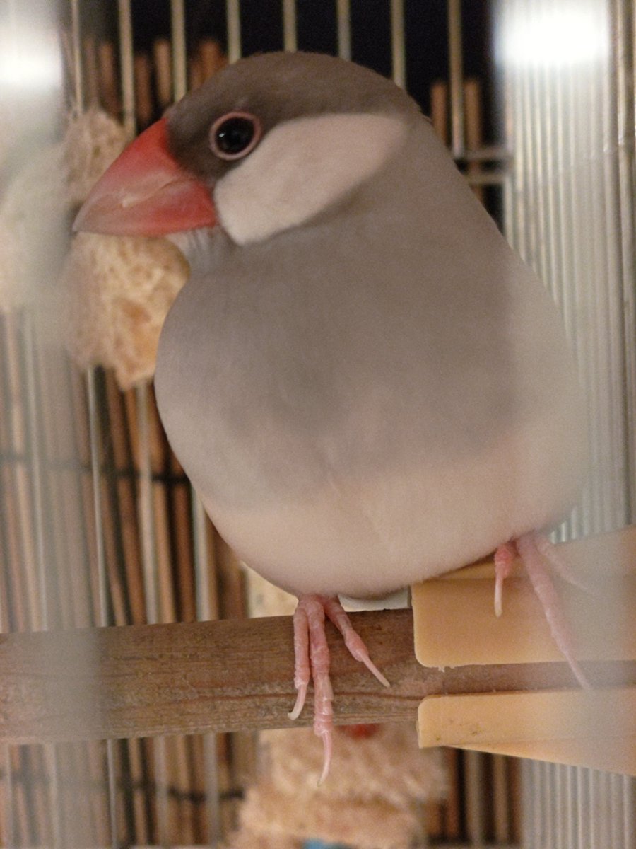 桜文鳥のさくらさんと仲間達 (@hbdOkwDDnNdsagg) / Posts / X