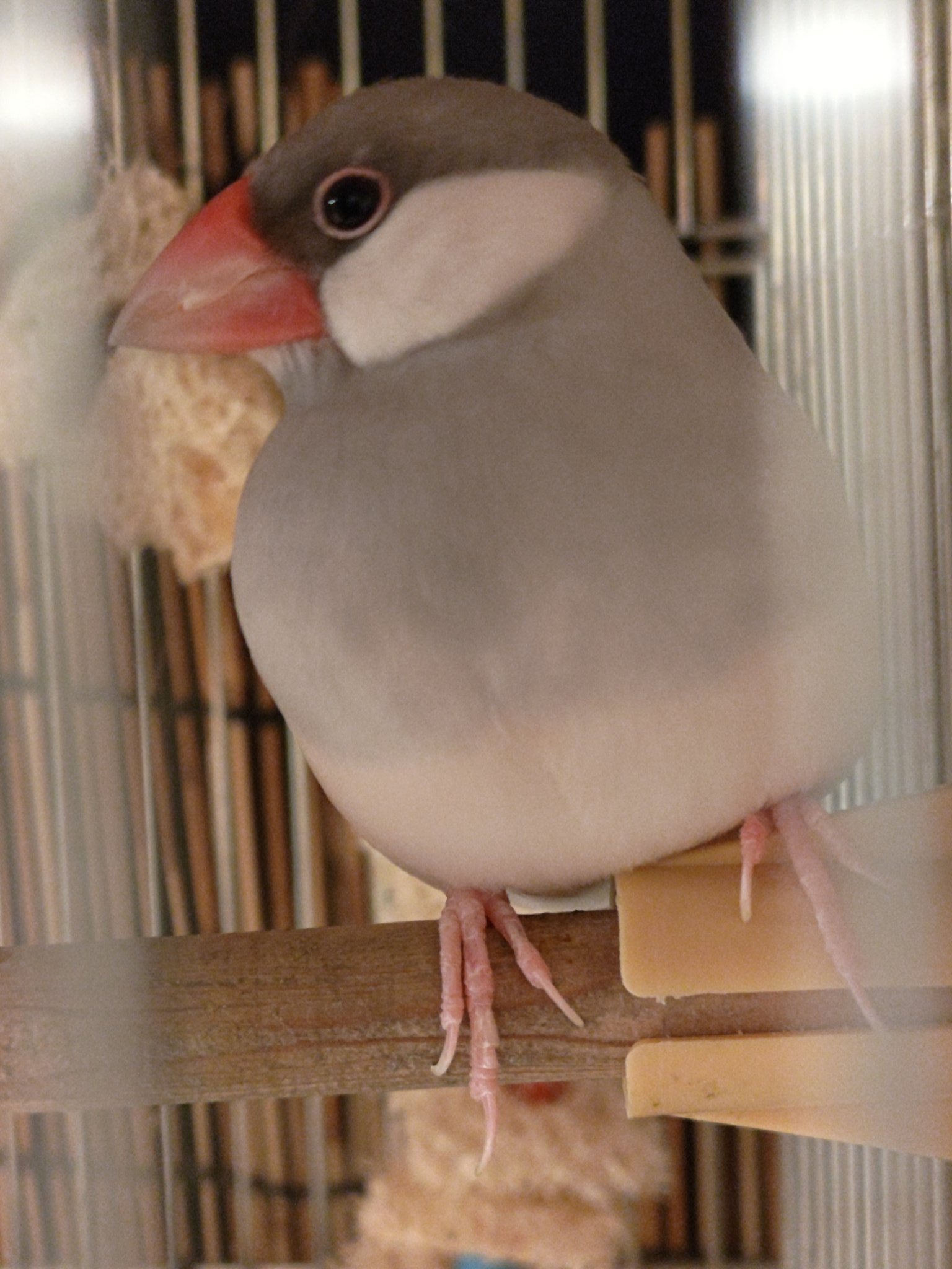 Favorite - 文鳥ドルマンカーディガン 桜文鳥 s-2014010415322630374.jpg