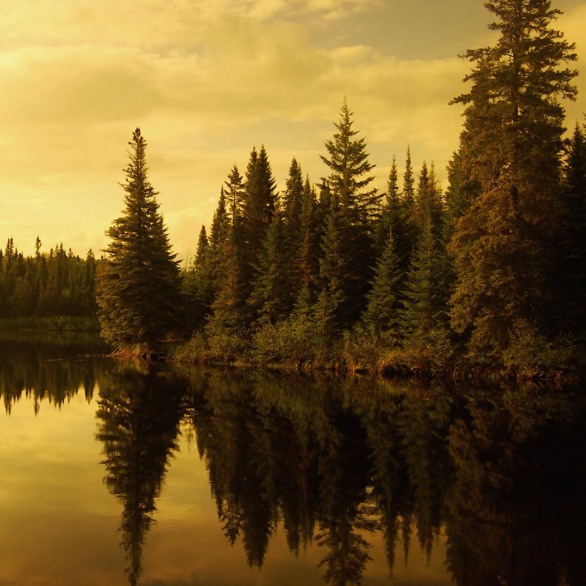 The BCCFA is proud to welcome a new community forest to its growing provincial network. After over 5 years of hard work and collaboration, this new community forest is set to be operational in 2025 👏 
Read more here: bccfa.ca/bccfa-congratu…