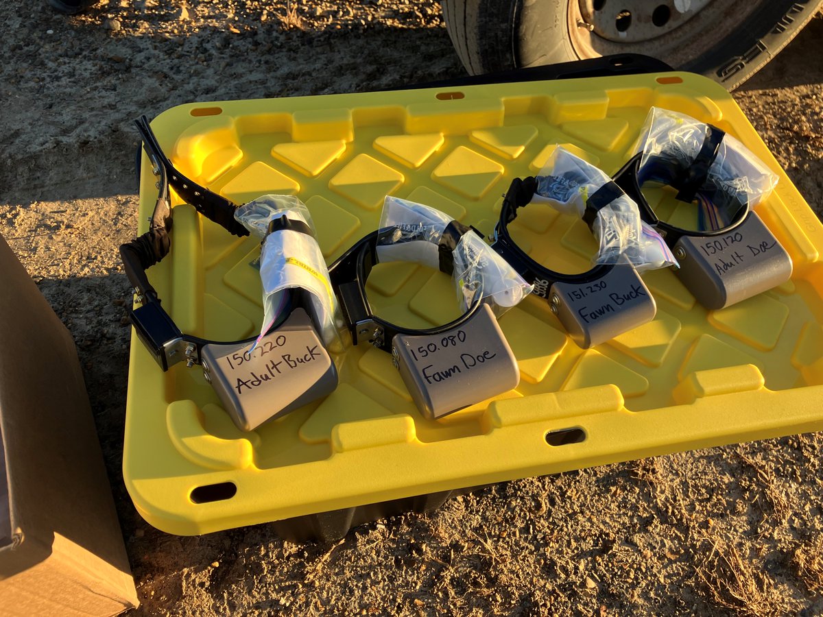 🚁 LDWF’s groundbreaking helicopter net capture study in cooperation with <a href="/universityofga/">UGA</a> collared 35 deer in 2 days—no bait or tranquilizers! 🦌 This effort tracks deer movement during floods &amp; monitors CWD spread along the Mississippi River. Data will shape wildlife management.