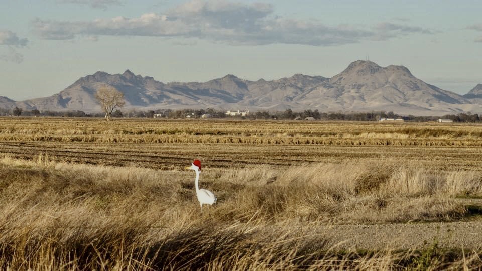 RD108Irrigation's tweet photo. A common sight in 108 this time of year. #sutterbuttes https://t.co/odb0kCdtv4