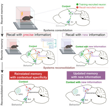 Online now:  Reconstructing a new hippocampal engram for systems reconsolidation and remote memory updating dlvr.it/TGqLR1