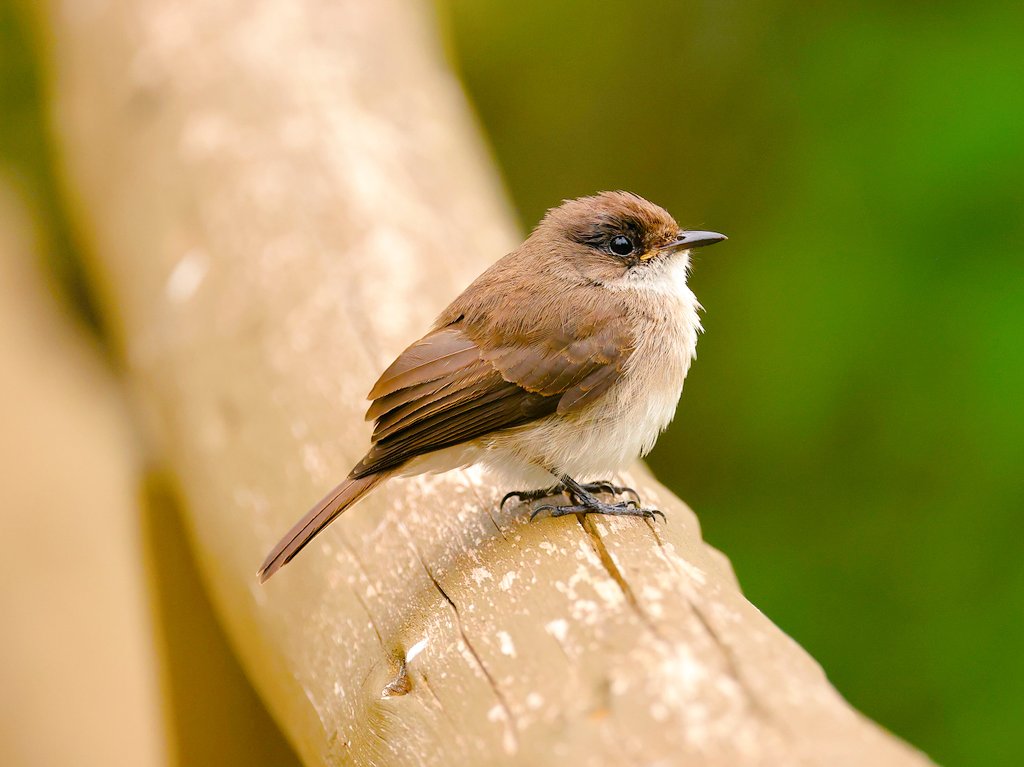 fcozdal's tweet photo. A cute Swamp Flycatcher at Entebbe Coastal, Uganda.
#birdwatching #birding
#flycatchers #birds #canon
#BirdsofEastAfrica #Uganda
#BirdsSeenIn2024 #Africa
#wildlife #naturelovers https://t.co/rW3q9El2oA