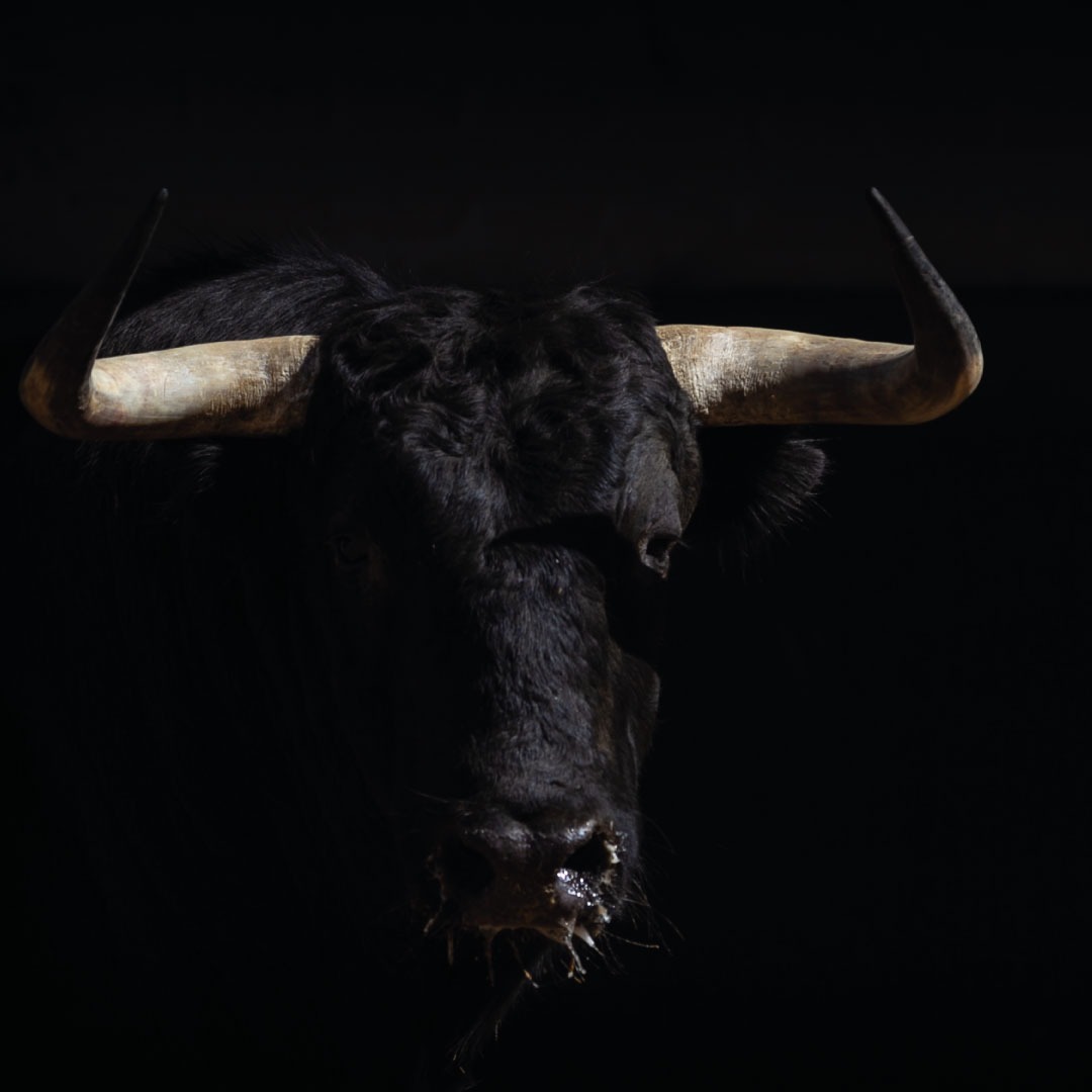 Esta belleza de animal no se merece lo que le espera. Es una cobardía. Firma para que siga libre y majestuoso.
<a href="/edelucasbu/">Evita666</a> 
#FirmaNoEsMiCultura

noesmicultura.org/firma