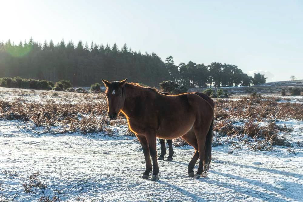 Fingers crossed for some frosty stuff over Christmas!💫

#christmas #newforest #newforestpony #snow #frosty #frosting #landscape #landscapelovers #nature #nature_close_up #naturegram #winter #winterwonderland #wintersolstice #winterwatch #hampshire