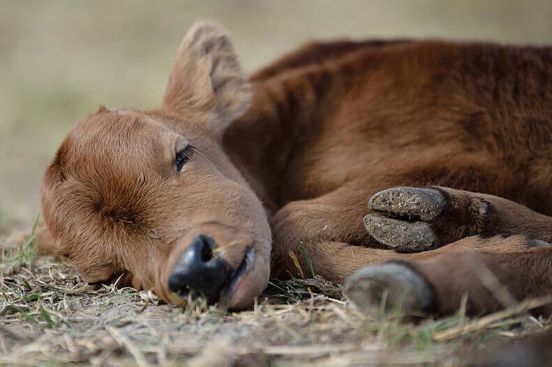 Sin palabras. Su ternura lo dice todo. Luchemos por él.
<a href="/Ol_ecofeminismo/">Olga M.R.</a> 
Firma aquí

#FirmaNoEsMiCultura

noesmicultura.org/firma