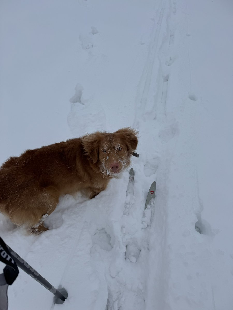 aaronjayjack's tweet photo. Just a couple of snow dawgs breaking some XC trail after another dumping of snow last night in southern Manitoba https://t.co/LJvuWpkBc1