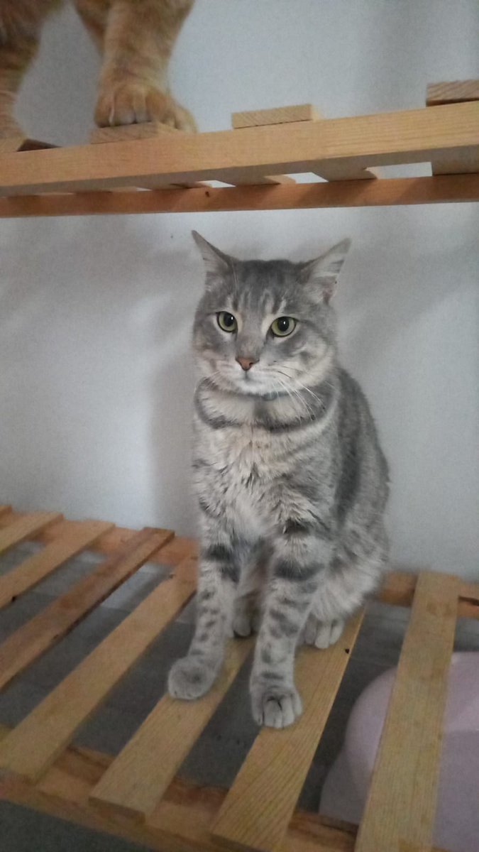 Gümisime niye yuva olmuyonuz köylü die mi