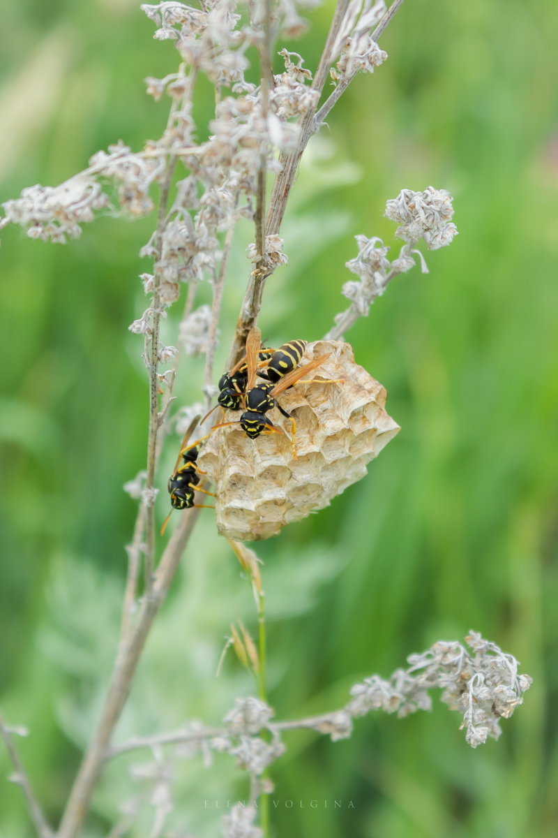 elena__volgina's tweet photo. 🐝🪺
#PolistesNimpha #Polistes #Vespidae
#ПолистНимфа #Полисты #НастоящиеОсы https://t.co/kIX98G3TYe