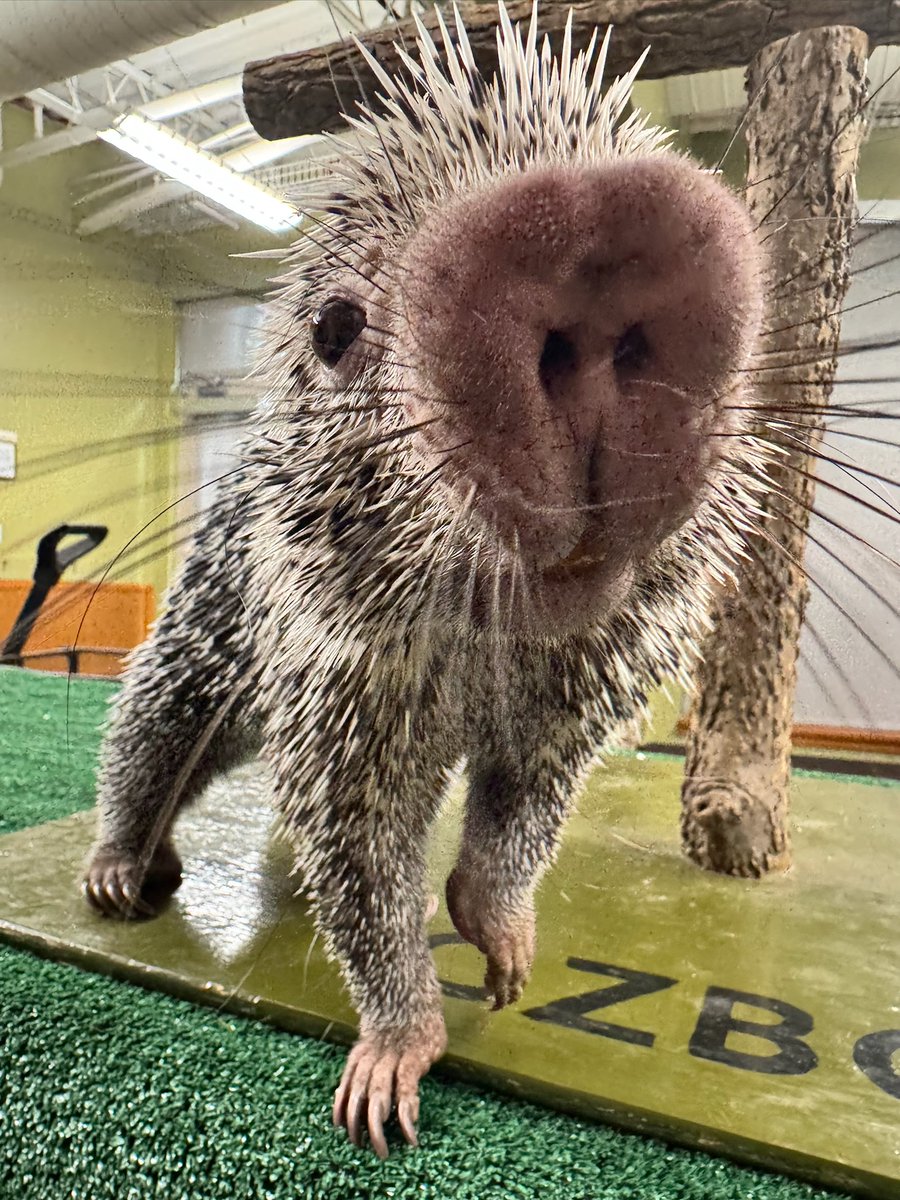 Cincinnati Zoo tweet media