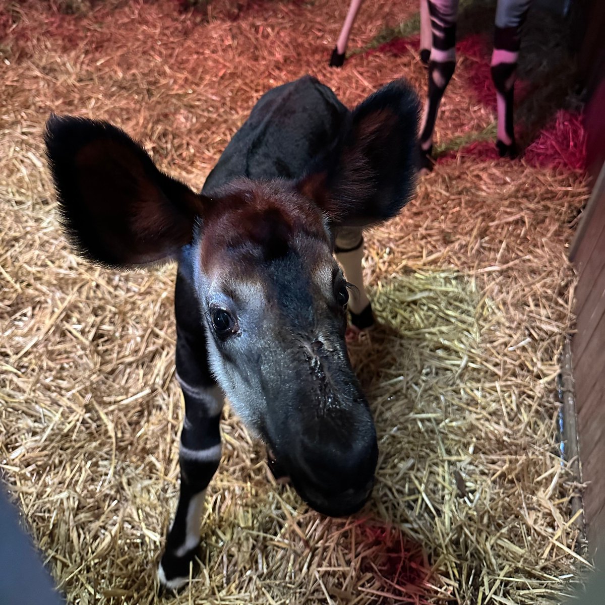 Marwellwildlife's tweet photo. Introducing Kayemba 💚

Read more: https://t.co/sTaZc9mB4I

We're celebrating the birth of a rare male okapi calf at Marwell Zoo! The calf's mother, Niari, was born here five years ago to Daphne and Jabari - making this a remarkable third-generation breeding success. ✨ https://t.co/ZglvrHq03X