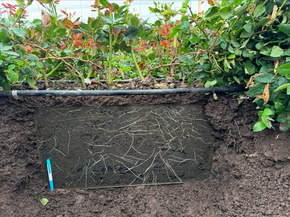 ¡San Valentín empieza desde un buen pinch!🌷 Los floricultores ya empezaron a aplicar YaraAmplix en su cultivo para producir las flores de mejor calidad que serán parte de los regalos y detalles del próximo 14 de febrero. 💚🙌🏻🌹