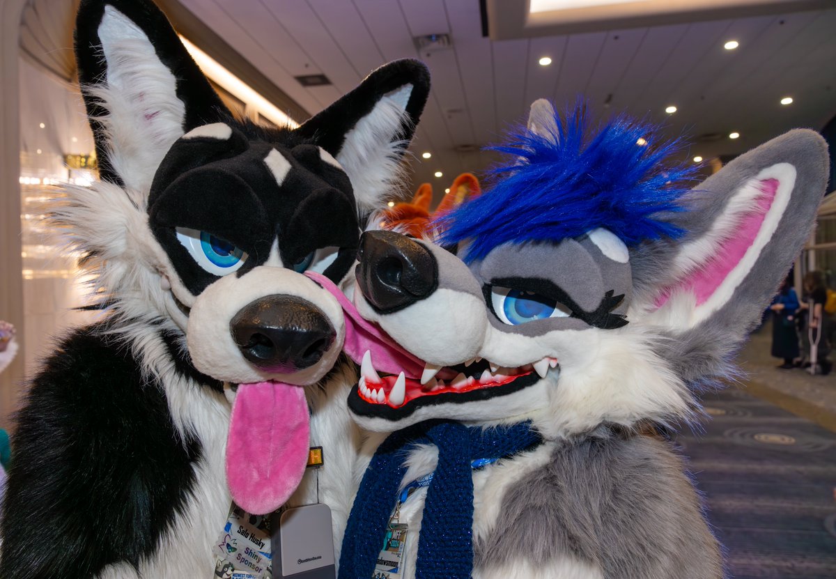 Puppy Love 🐾❤️ #MorefurlessMonday

💋<a href="/SaloHusky/">Salo Husky</a>  &amp; <a href="/Sapphire__Husky/">Sapphire Husky</a> 

📸<a href="/husky_mint/">Minty Husky</a>