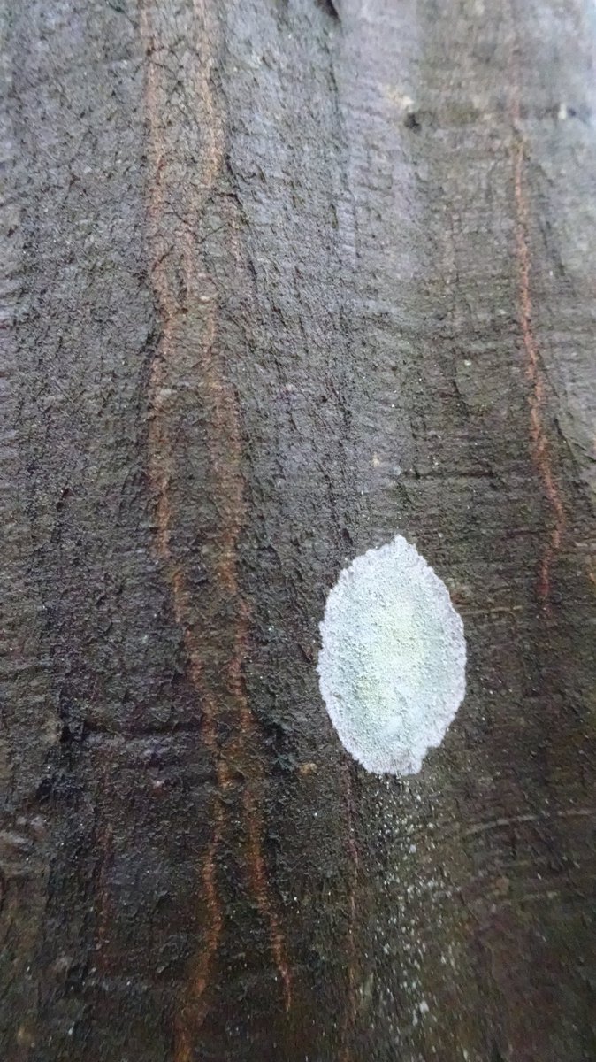 Clerisy📚 tweet media