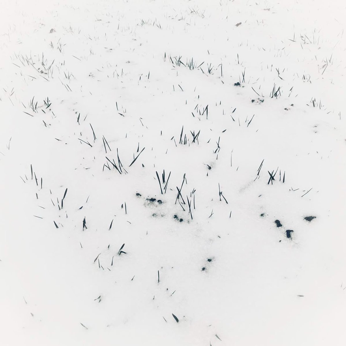 We’re getting teased by Mother Nature this week. Snow could be right around the corner for regions of Idaho. Hoping for a productive crop in 2025!🌾
#wheat #winterwheat #idahowheat #snow #drylandwheat #moisture