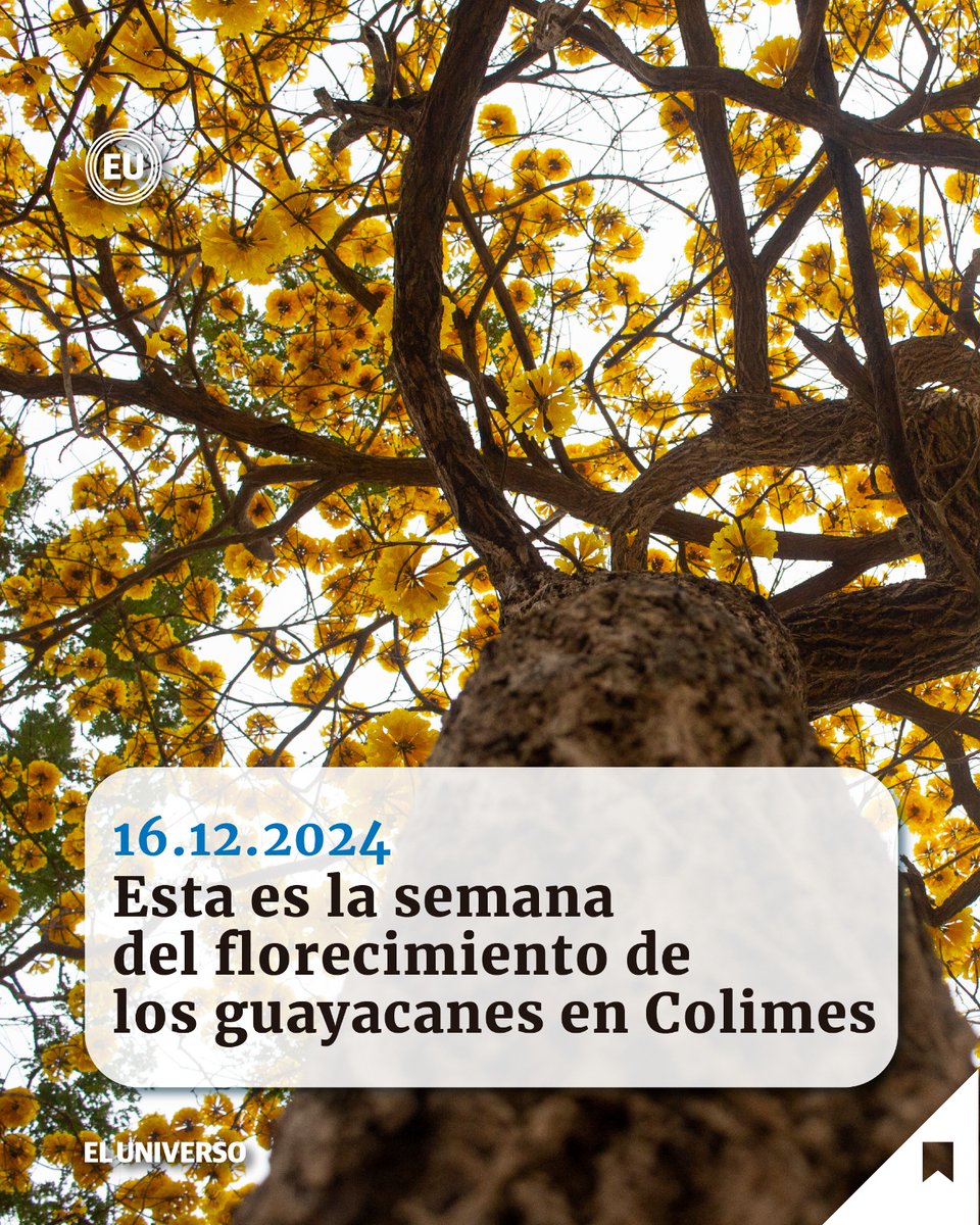 eluniversocom's tweet photo. #Guayacanes | En la hacienda Las Habras, en Colimes, los turistas se congregan para admirar esta maravilla de la naturaleza. https://t.co/2G15EPAJrI