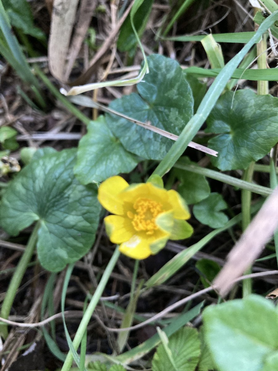 Steve Coates tweet media