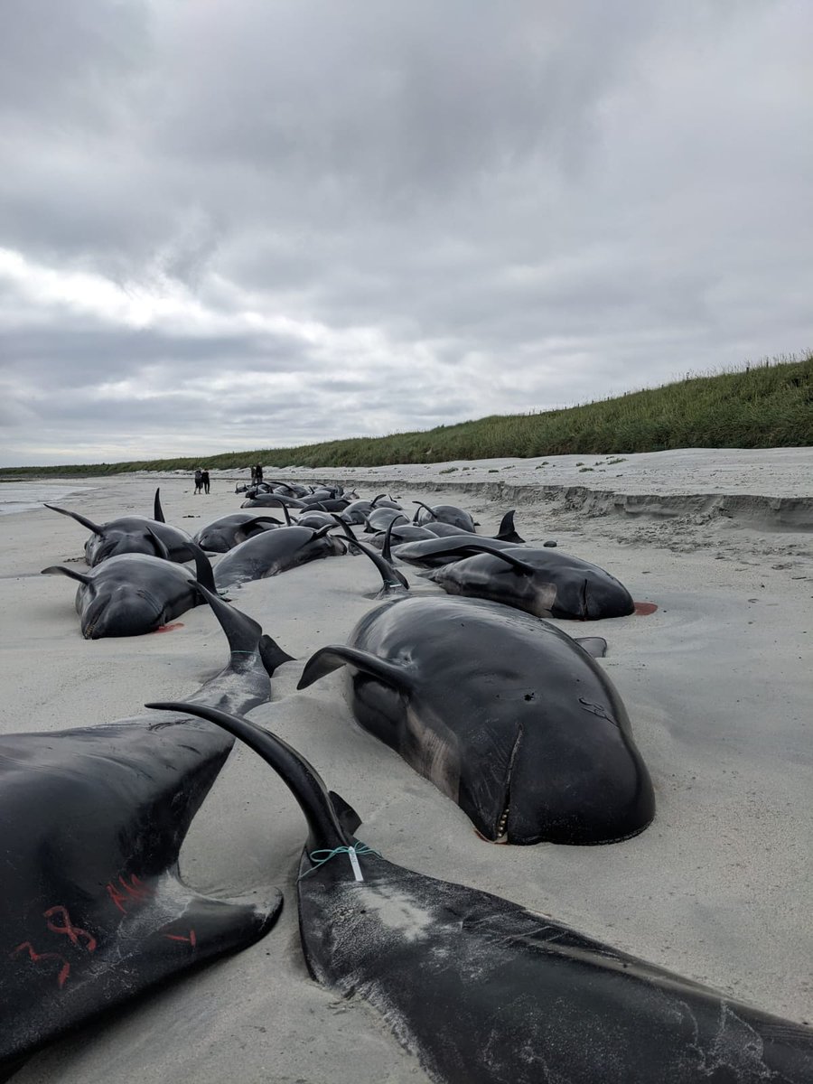 Three weeks to go if you are interested in applying for a  fully funded gla.ac.uk/postgraduate/d…  looking to answer vital questions about the prevalence and epidemiology of viral pathogens in Scotland’s marine mammal populations: gla.ac.uk/postgraduate/d… Get in touch if interested!