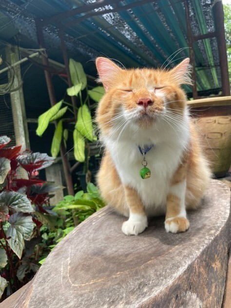Punch Cat tweet media