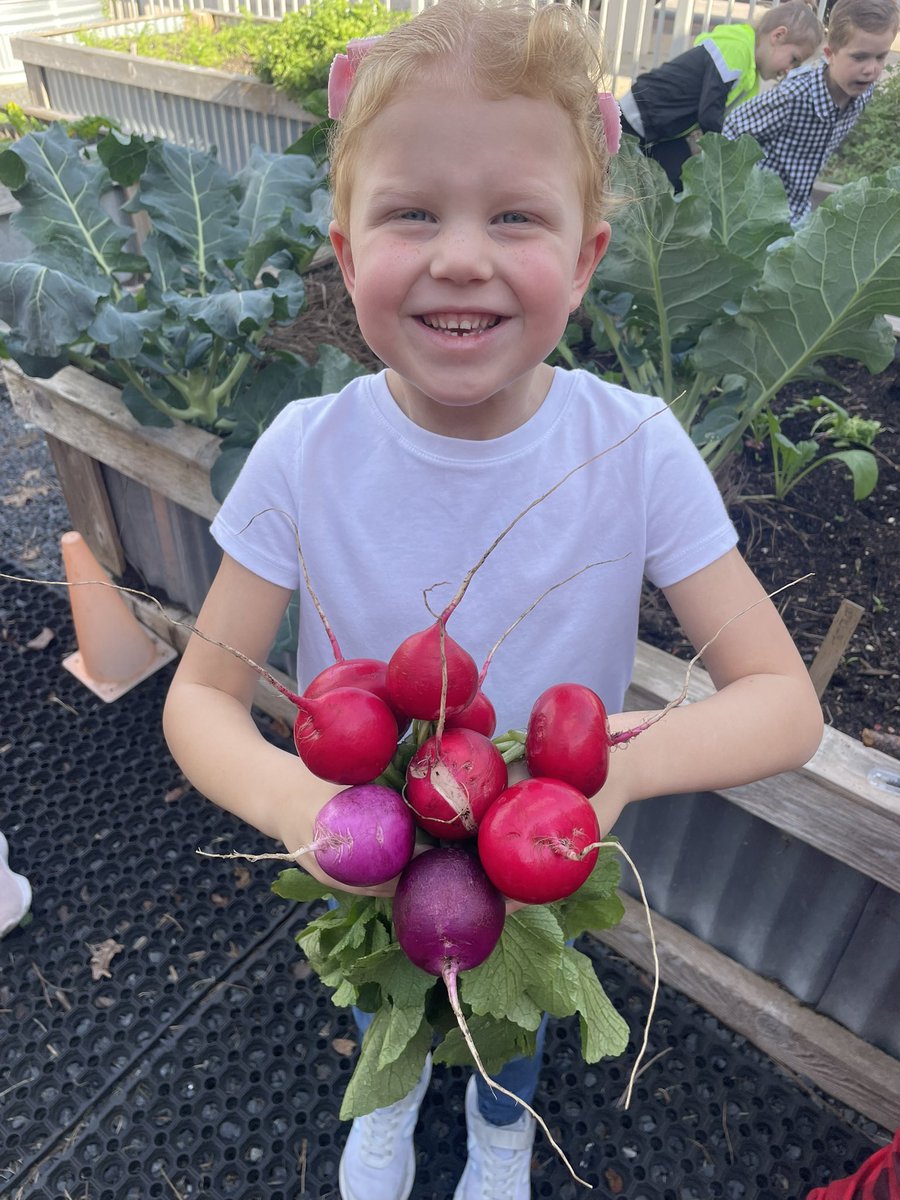 MrsWolfRTGG's tweet image. We have radishes! @Stewart_Creek @readygrowgarden @lsutiffanym @MontgomeryISD #rootvegetable #structures #functions
