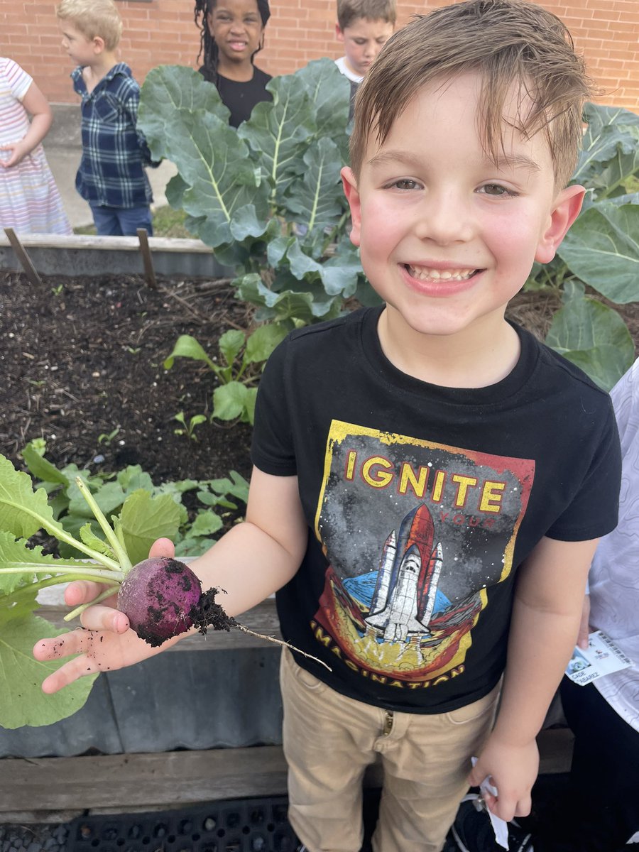 MrsWolfRTGG's tweet image. We have radishes! @Stewart_Creek @readygrowgarden @lsutiffanym @MontgomeryISD #rootvegetable #structures #functions