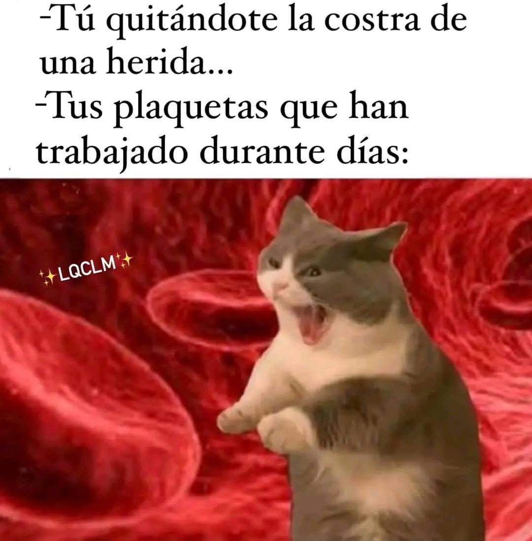 nacional_memes's tweet photo. 🐱 https://t.co/irvlWpRz46