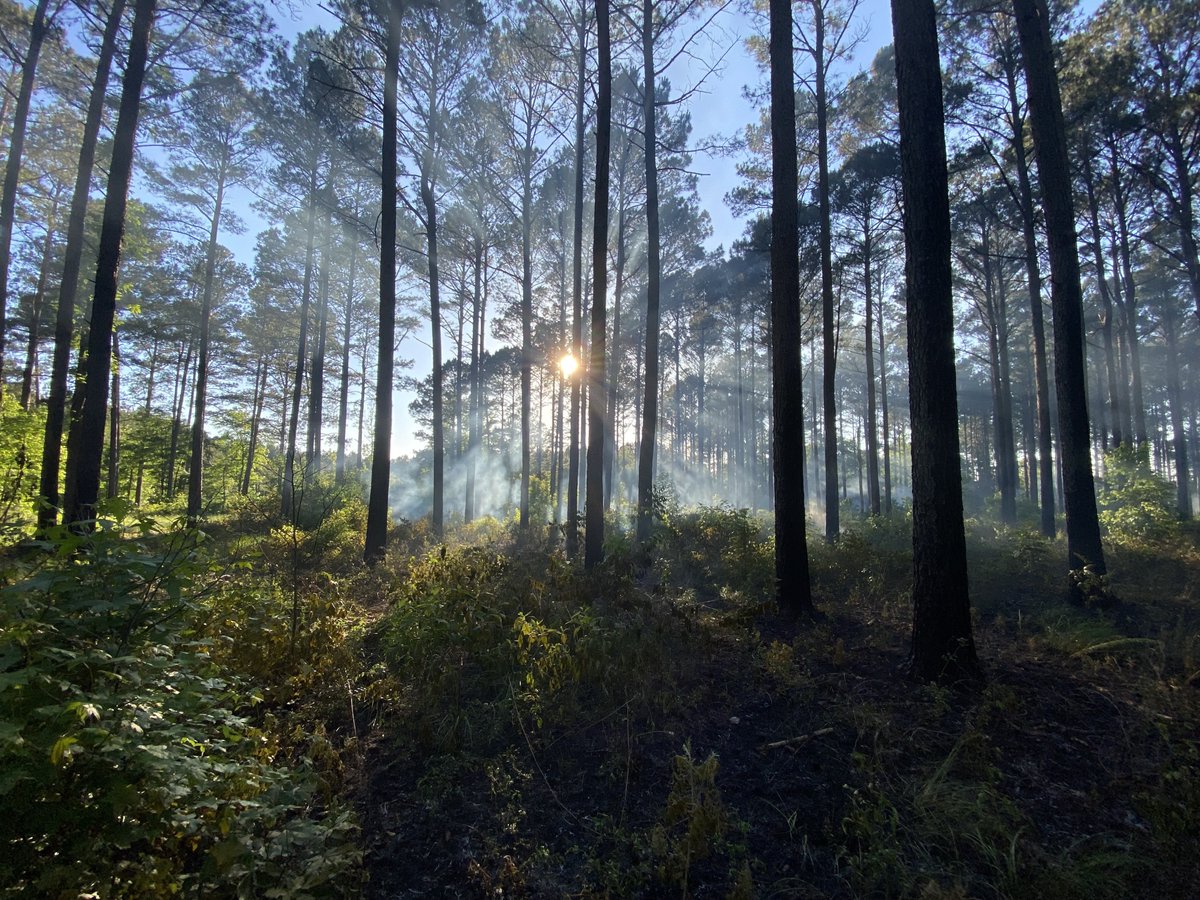 quail4ever's tweet image. Quail Forever is proud to announce the launch of the Piedmont Forest Landowner Assistance Program (PFLAP), an initiative supported by a $1.75 million award from the #USForestService! 

This funding will enable QF and its partners to enhance forest resilience in South Carolina’s
