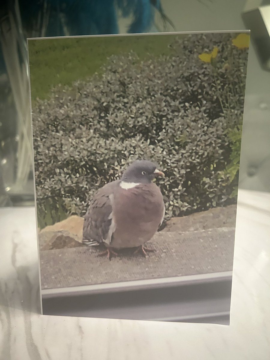 My Mum and Dad got me a Happy New Job card that I feel may be bespoke rather than ‘off the rack’ 🤔 🐦 🐦