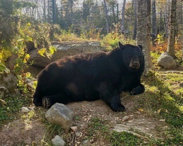 What are we going to do for grizzmas?