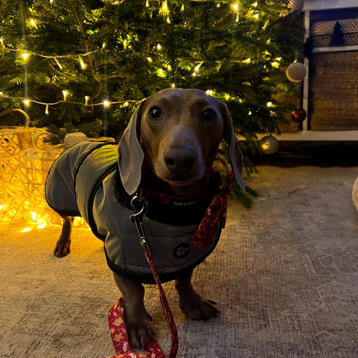 Hayley Mitchell tweet media