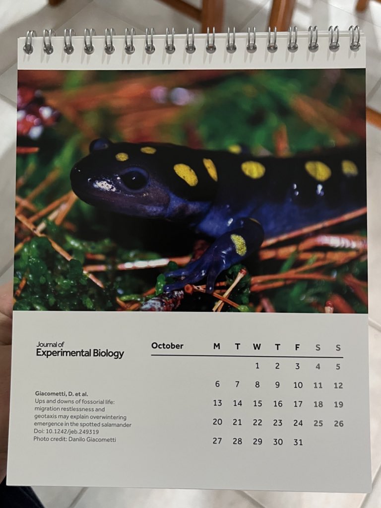 From Bat Lake to the 2025 <a href="/J_Exp_Biol/">Journal of Experimental Biology</a> calendar. What an honour!