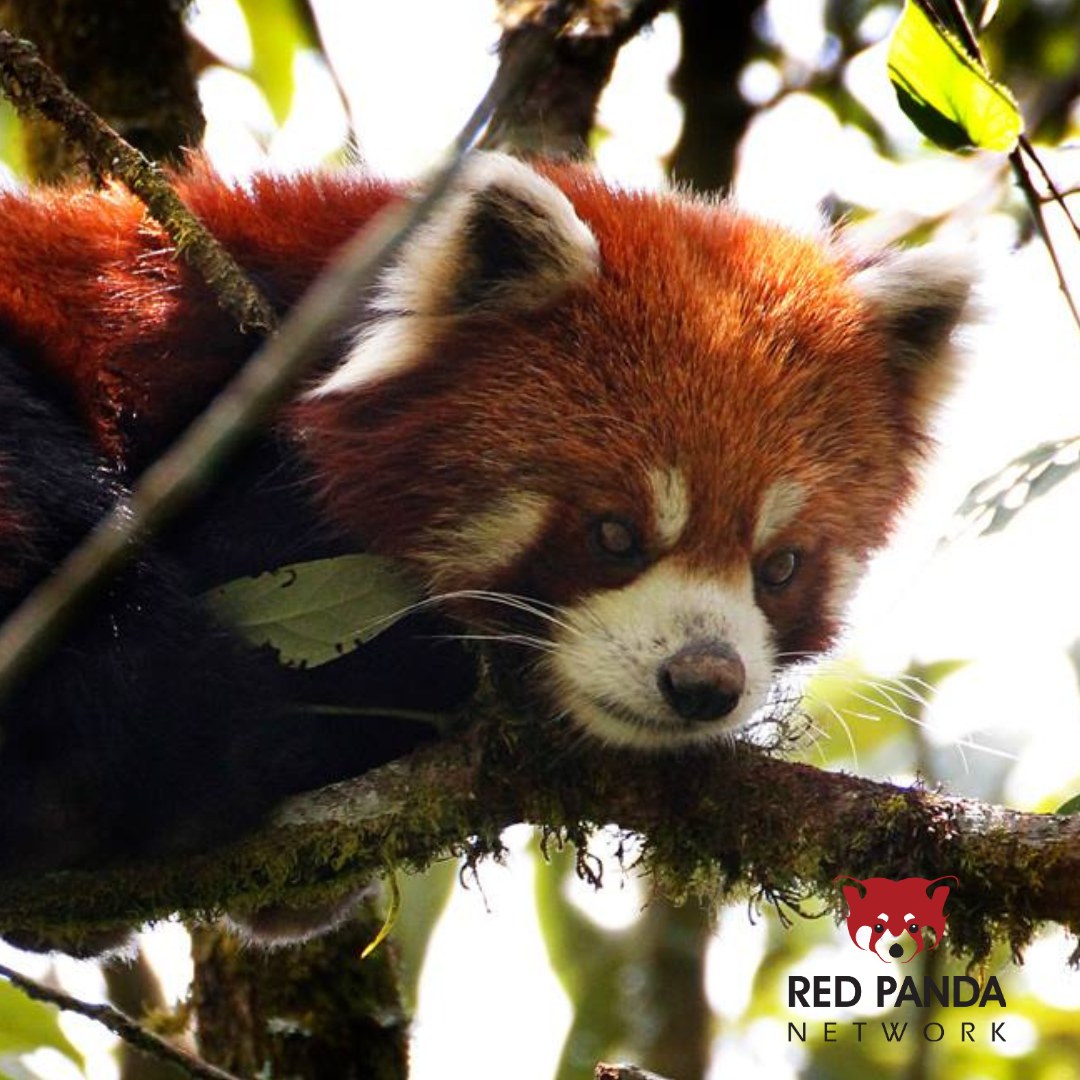 We take a holistic approach to red panda conservation — red pandas rely on their environment and the people living alongside them to thrive 🐾

Here at Red Panda Network, we understand that in order to save red pandas from extinction, we need to protect their habitat 🌳 and