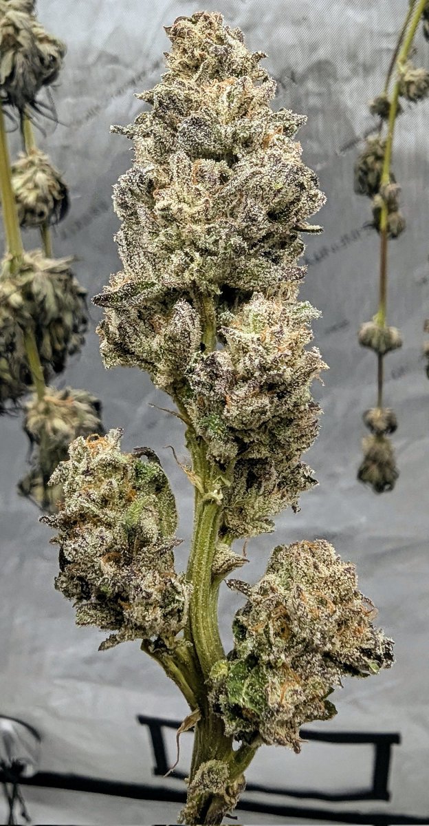 SmashGrows's tweet photo. Some Christmas trimming. Loved how this turned out. Smells like apples and orange peel.
Apple Fritter (Lumpy's Cut) x Chimera 3 by #SmokingMonkeyGenetics
Used coco perlite for this grow
Flowered outdoors
Used @GreenleafNutes #megacrop 1 part and sea-k Kelp.
#Growmie #growyourown #cannabiscultivation #Mmemberville