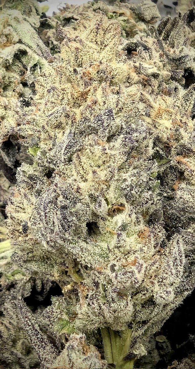 SmashGrows's tweet photo. Some Christmas trimming. Loved how this turned out. Smells like apples and orange peel.
Apple Fritter (Lumpy's Cut) x Chimera 3 by #SmokingMonkeyGenetics
Used coco perlite for this grow
Flowered outdoors
Used @GreenleafNutes #megacrop 1 part and sea-k Kelp.
#Growmie #growyourown #cannabiscultivation #Mmemberville