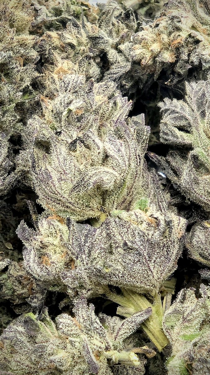 SmashGrows's tweet photo. Some Christmas trimming. Loved how this turned out. Smells like apples and orange peel.
Apple Fritter (Lumpy's Cut) x Chimera 3 by #SmokingMonkeyGenetics
Used coco perlite for this grow
Flowered outdoors
Used @GreenleafNutes #megacrop 1 part and sea-k Kelp.
#Growmie #growyourown #cannabiscultivation #Mmemberville