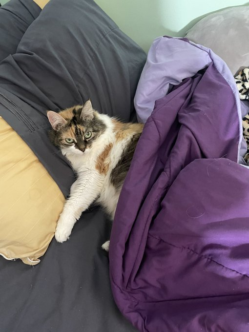 naseramer85's tweet image. Who needs a therapist when you have a cat? 🐾 #CatTherapy
 #CatLovers 
#FelineVibes