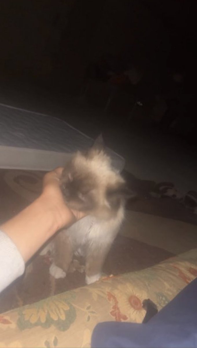 Mo7mmd30's tweet photo. A very difficult night of intense bombing. Look at how Leo was playing with me, and suddenly there was a strike, and he got scared.

Please pray for us. https://t.co/awybRcVuey