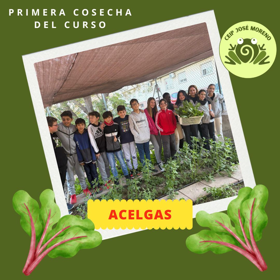 🌱 ¡Primera cosecha del año en el huerto del Colegio José Moreno! Recogimos acelgas frescas gracias al cuidado de nuestro huerto por parte de los alumnos. Ahora toca transformarlas en recetas saludables y deliciosas. 🥗👩‍🍳
 #HuertoEscolar #
#muchomásqueunbarrio 
#muchomásqueuncole