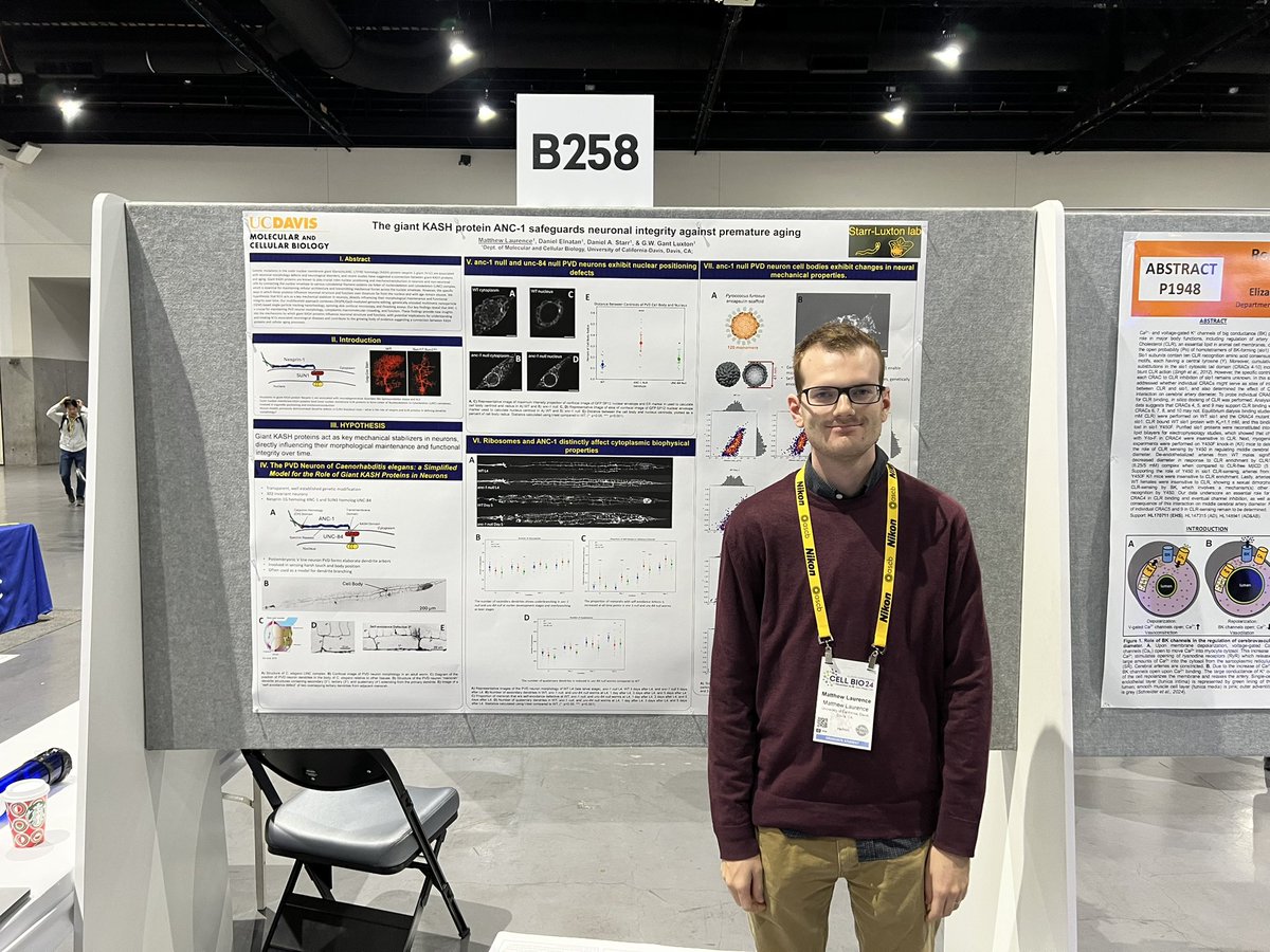 Come see Biophysics graduate student Matthew Laurence give his poster on how ANC-1 controls cytoplasmic biophysics in worm neurons during aging! #CellBio2024