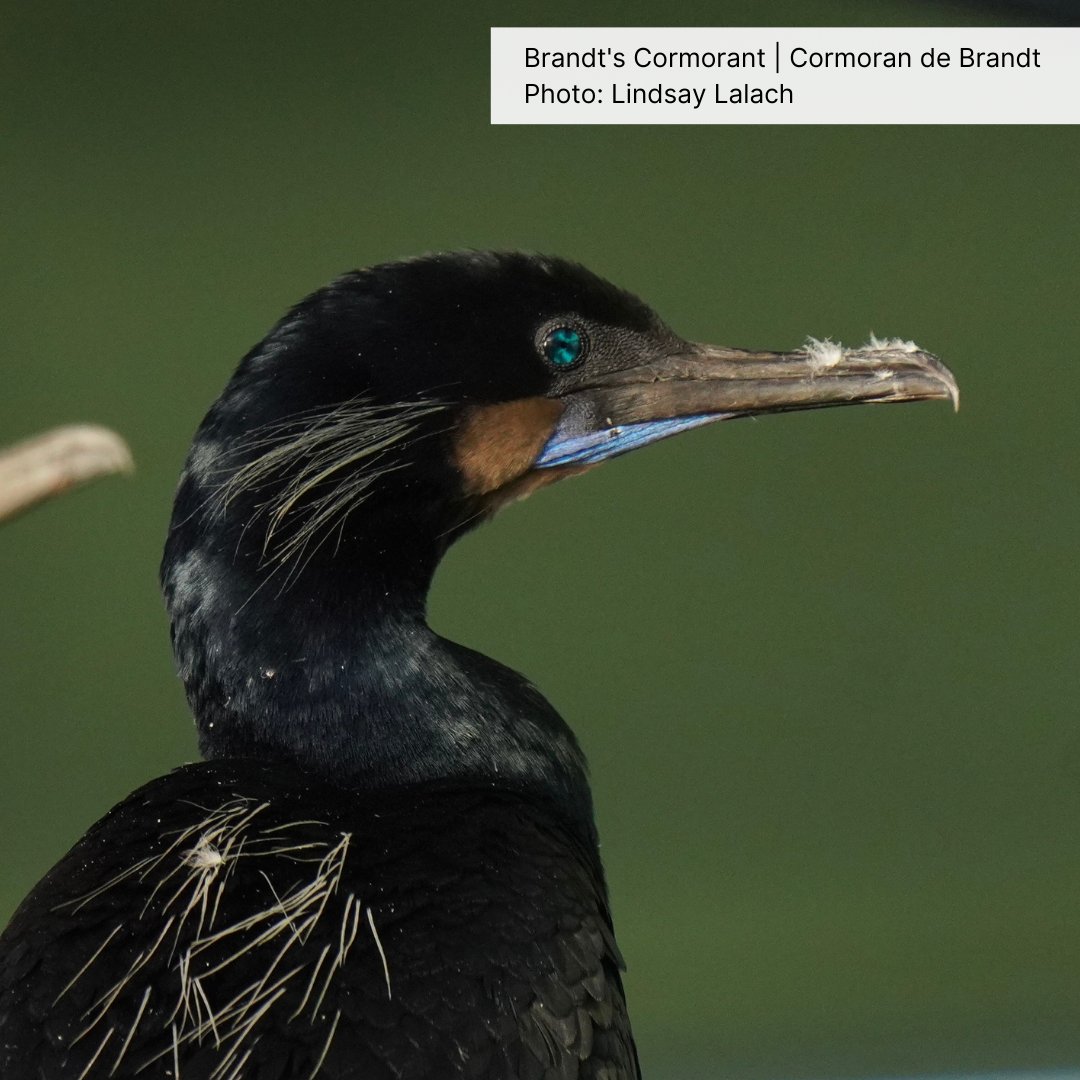 Birds Canada tweet media