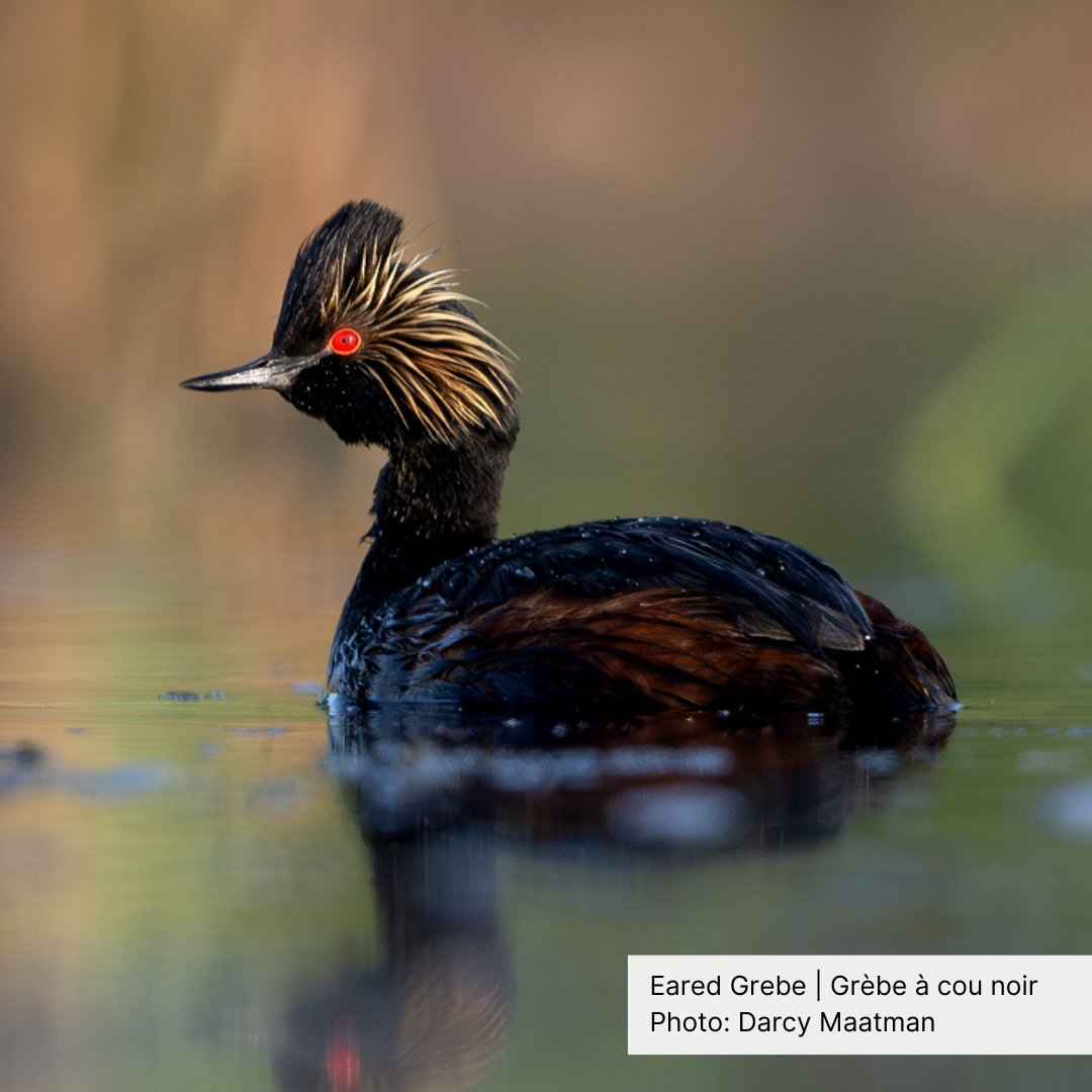 Birds Canada tweet media