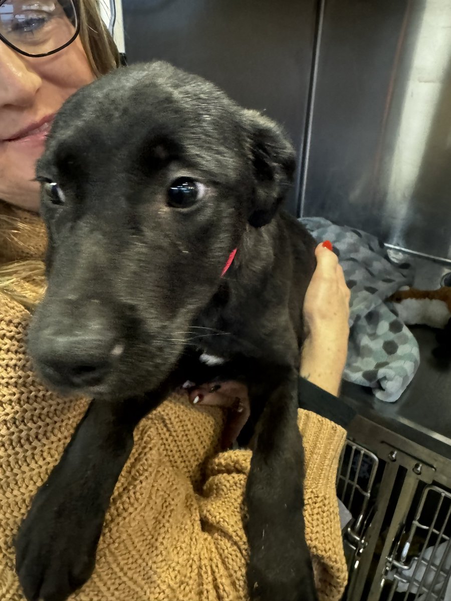 iamrodneysmith's tweet photo. At one of a kind pet rescue I  met two incredible dogs who are in need of loving forever homes. The first is a sweet black puppy, possibly a Labrador mix, with shiny black fur and a small patch of white on its chest. Its gentle eyes and curious nature make it a heart-melting companion. The second is an energetic black-and-white pup, likely a lab mix, whose playful spirit is evident in the way it lovingly licks and engages with people. Both dogs are full of affection and just waiting for the chance to bring joy to someone’s life. These precious pups deserve a warm, caring home where they can thrive and be part of a family. If you’re ready to open your heart and home, please consider adopting these lovable pups — they’re waiting for you to make their dreams come true.