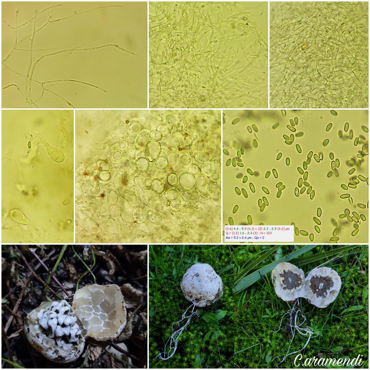 💥 Ileodictyon gracile

Olor intenso a rabanito dulce en estado joven y en su madurez olor a queso azul. Esporas elipsoidales-cilindricas y lisas. Cordones miceliares blancos largos y ramificados.
España: Huelva, Cartaya, pinar de Pinus pinaster y Pinus pinea con palmitos.