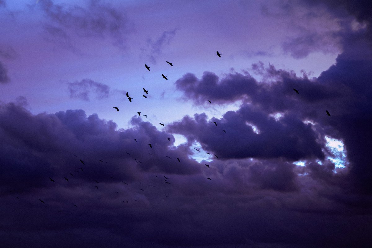 samanthacavet's tweet photo. Dreaming in purple https://t.co/hduk6yuDfd
