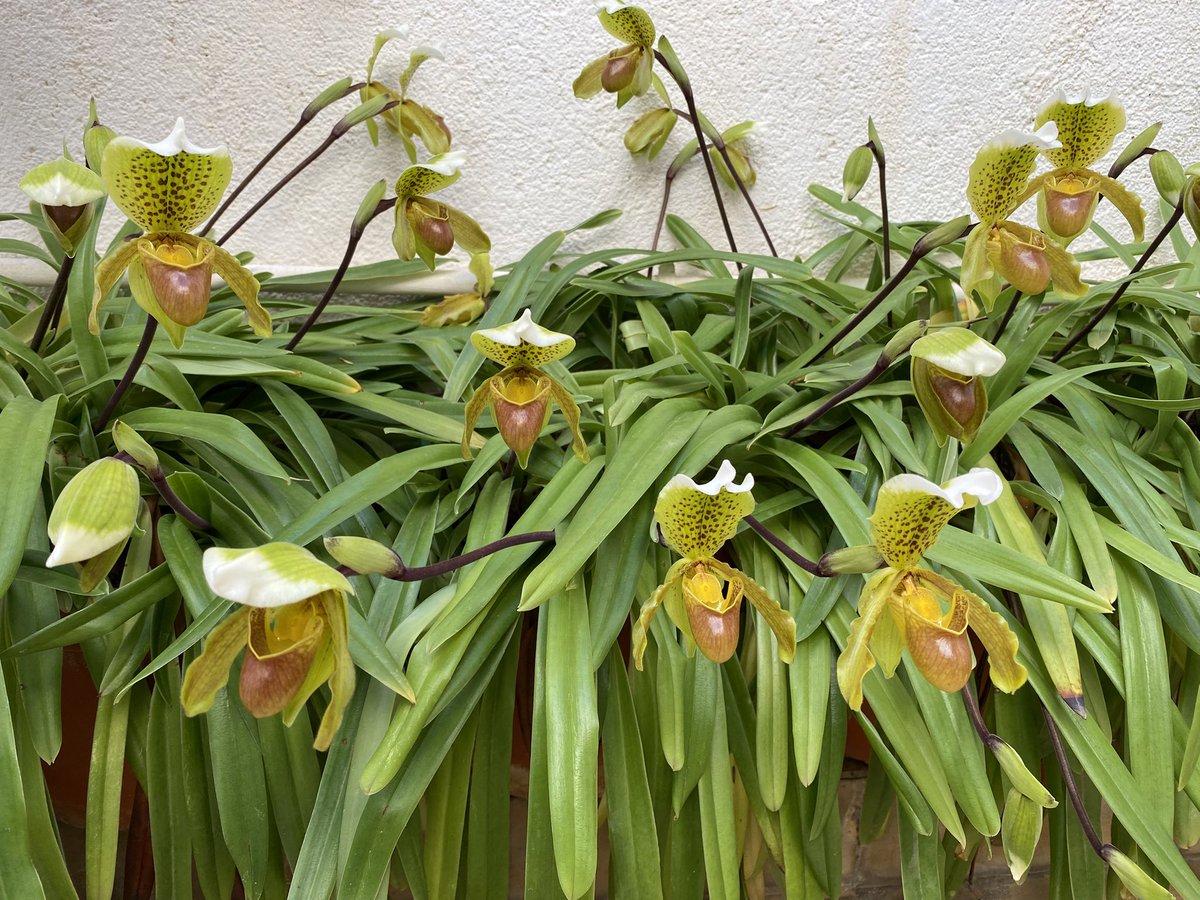 BeyondBCN's tweet photo. 1. Ja tornen a ser aquí! Florida meravellosa de les "sabatetes de la Mare de Déu" (o d'Arenys), una orquídia -Paphiopedilum insigne- originària de Bangla Desh/Nepal/NE de l'Índia que embelleix les eixides del poble. Es desconeix com/quan/qui les va portar però...@radioarenys https://t.co/xFpYH80XKt