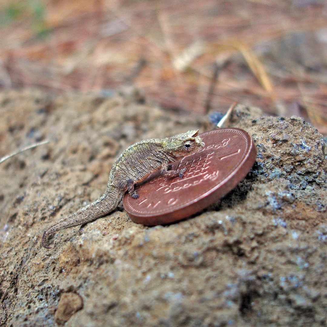 AndersonFamouss's tweet image. The world's smallest reptile, the Brookesia micra chameleon, is about the size of a match head! Nature never ceases to amaze with its mini marvels! 🦎 

#universalintelligence #wearablemicroscopes #autonomouseyewear #microlennials #abstractones #theuniverseofthings