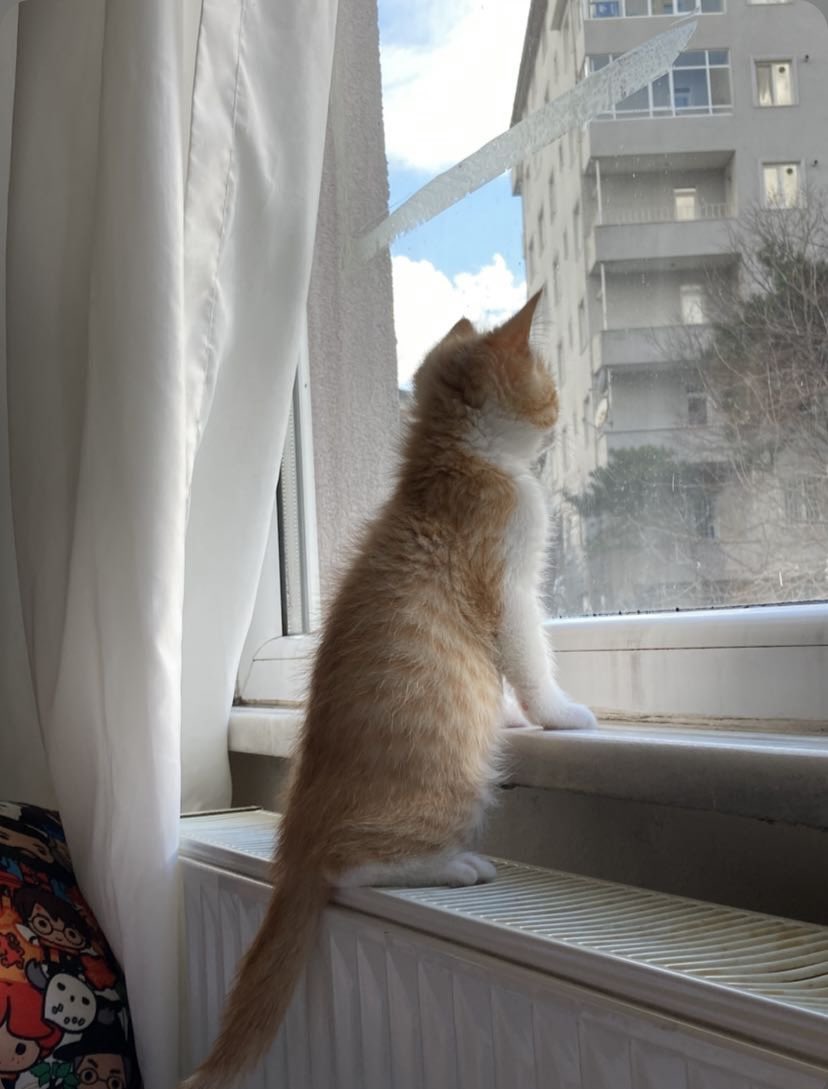 Aralı pencerede bekleyen Lina 😿🫠 #Biby