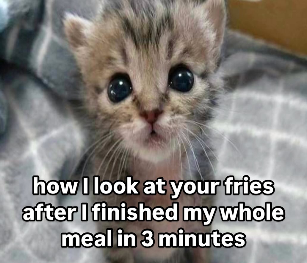 smol silly cat tweet media