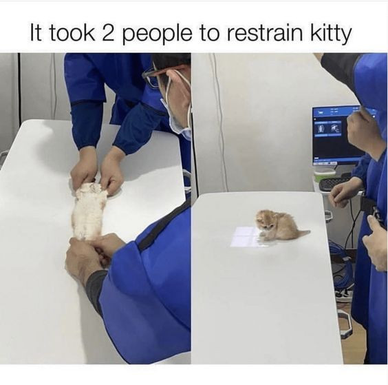 Catsillyness's tweet photo. Too powerful https://t.co/3QHqhGZx2J