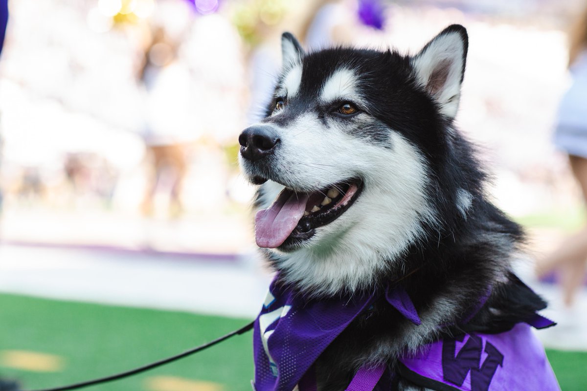 The UW ranks fourth among public institutions, and top 25 overall, for best colleges in the world according to a new ranking by Times Higher Education.
...Oh, and no. 1 in cutest mascots (that one's just, like, our opinion, of course 😉).
washington.edu/news/2024/10/0…